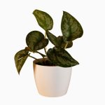 Satin Pothos