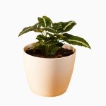 Arrowhead Plant