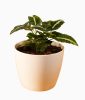 Arrowhead Plant