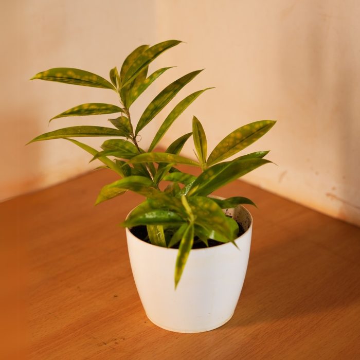 Hoya - Image 2