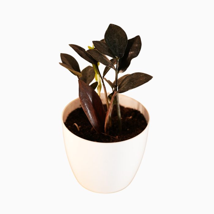 Zamioculcas Zamiifolia
