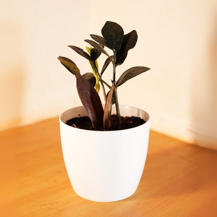 Zamioculcas Zamiifolia - Image 2