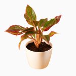 Aglaonema