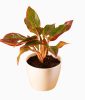 Aglaonema