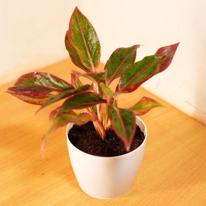 Aglaonema - Image 2