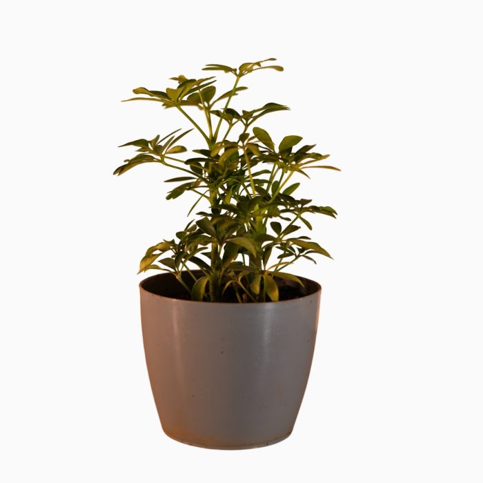 Dwarf Umbrella Tree