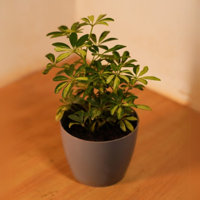 Dwarf Umbrella Tree - Image 2