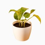 Golden Pothos