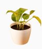 Golden Pothos