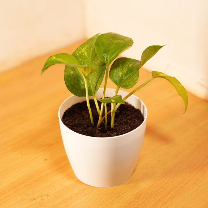 Golden Pothos - Image 2