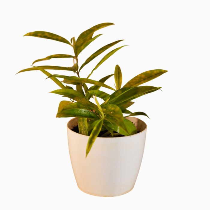 Hoya