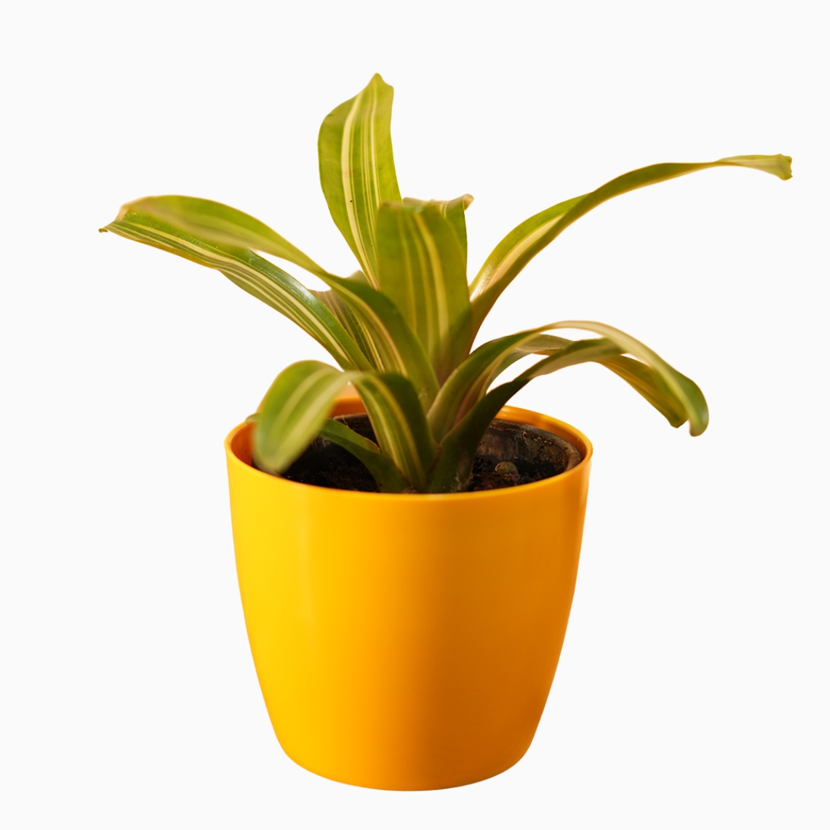 Neoregelia Carolinae1