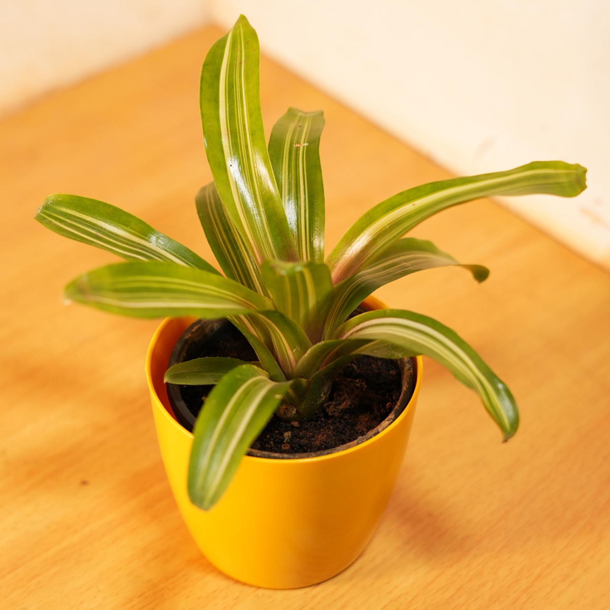 Neoregelia Carolinae2