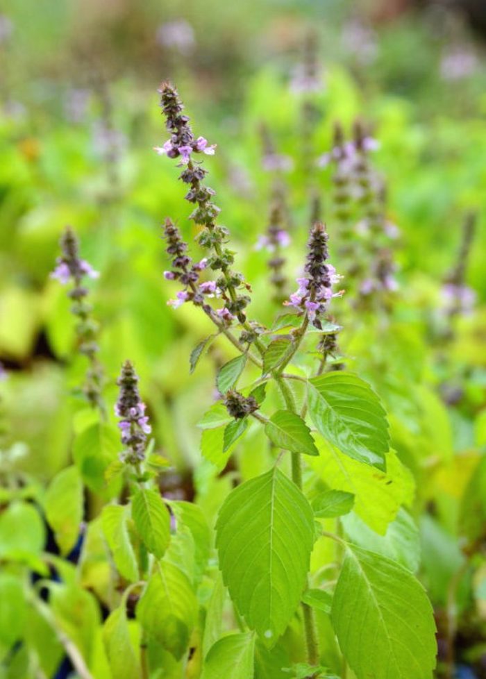 Tulsi Plant - Image 2