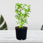 Tulsi Plant