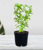 Tulsi Plant