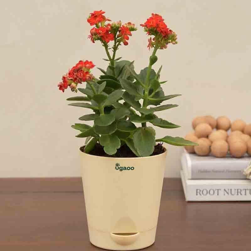 live-plants-ugaoo-kalanchoe-plant-red-4